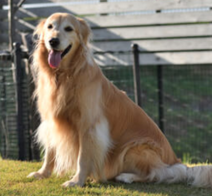 大型犬 革の首輪 おしゃれ